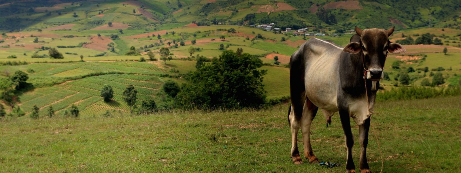 About Myanmar - Cow in Shan State - Myanmar - Sampan Travel