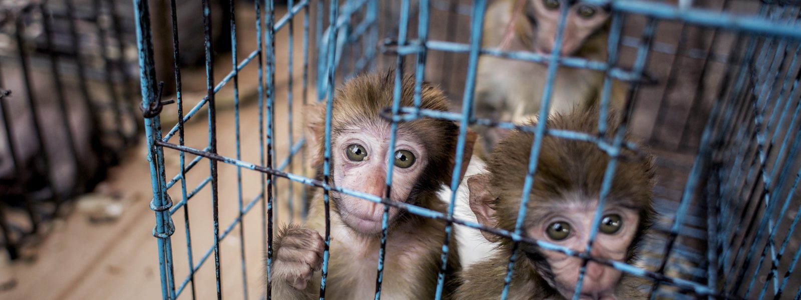 Kyaing Tong & Mong La - monkeys in market - Golden Triangle - Sampan Travel