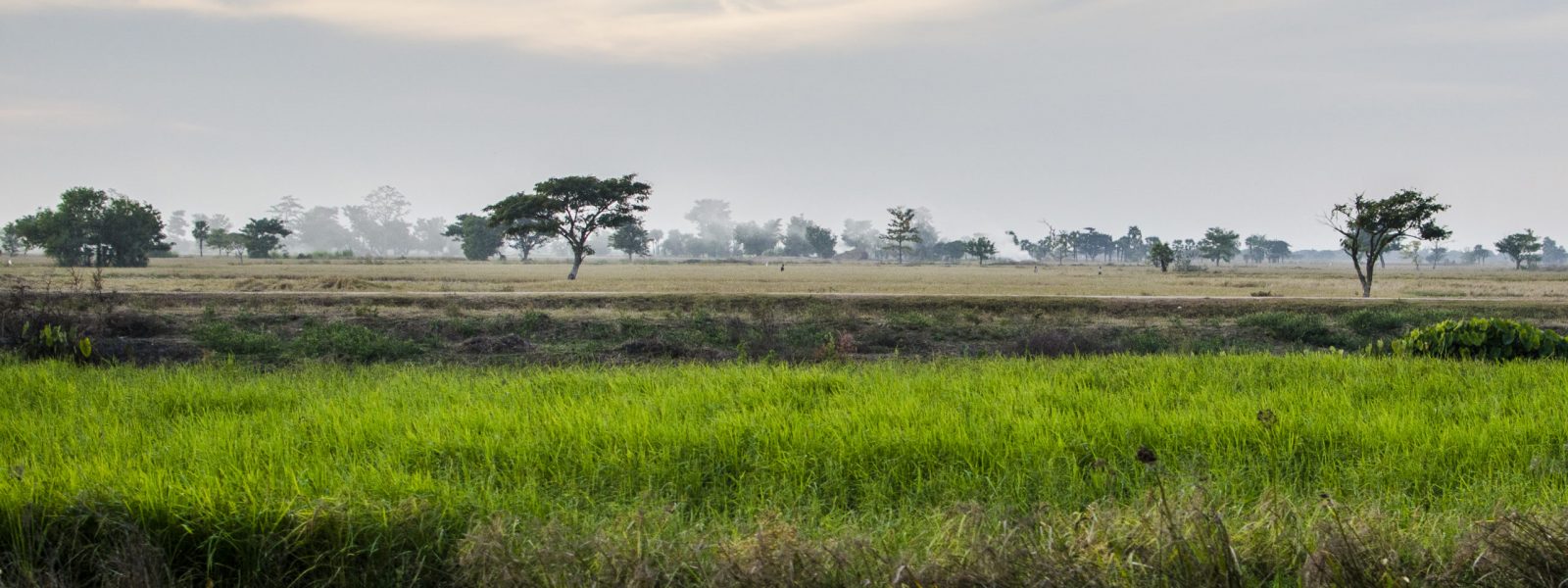 Monywa - paddy fields - Myanmar - Sampan Travel