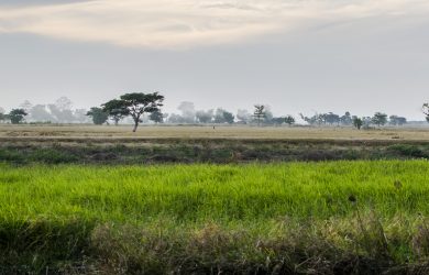 Monywa - paddy fields - Myanmar - Sampan Travel