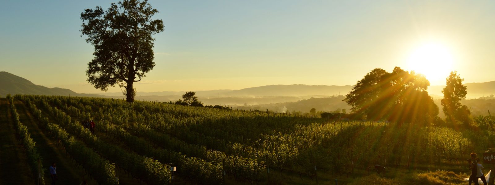 Taunggyi - Aythaya Vineyard - Shan State - Sampan Travel