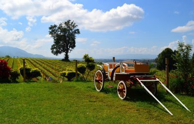 Taunggyi - Aythaya Vineyard - Shan State - Sampan Travel