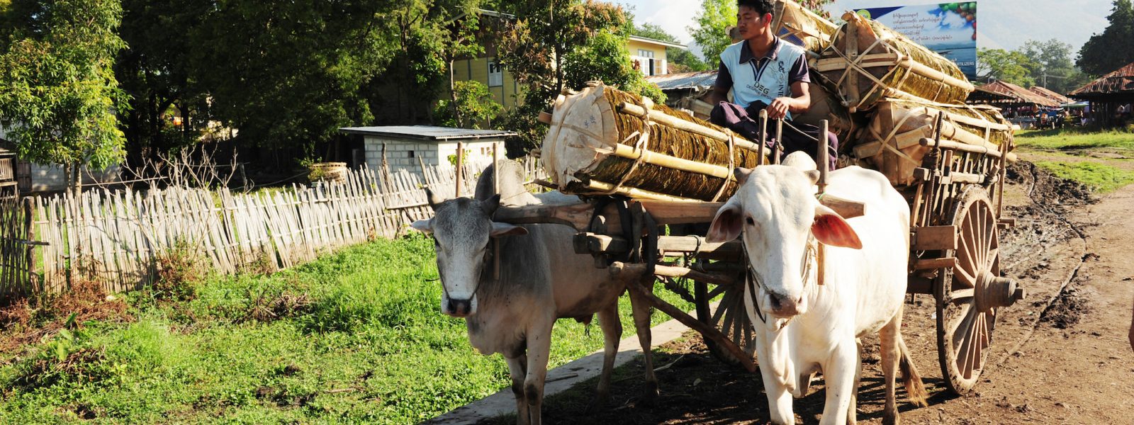Aung Ko Ko - farmer and oxen - Inle Lake - Sampan Travel