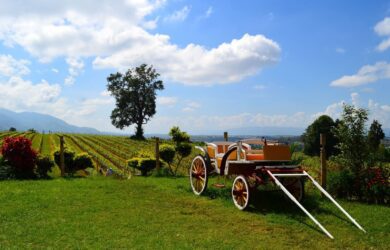 Aythaya Vineyard daytime at Taunggyi, Shan State