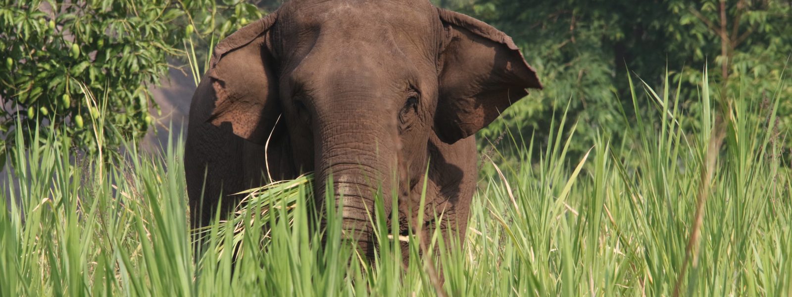 Elephants & Oozies - Elephant walking - Green Hill Valley, Kalaw - Sampan Travel