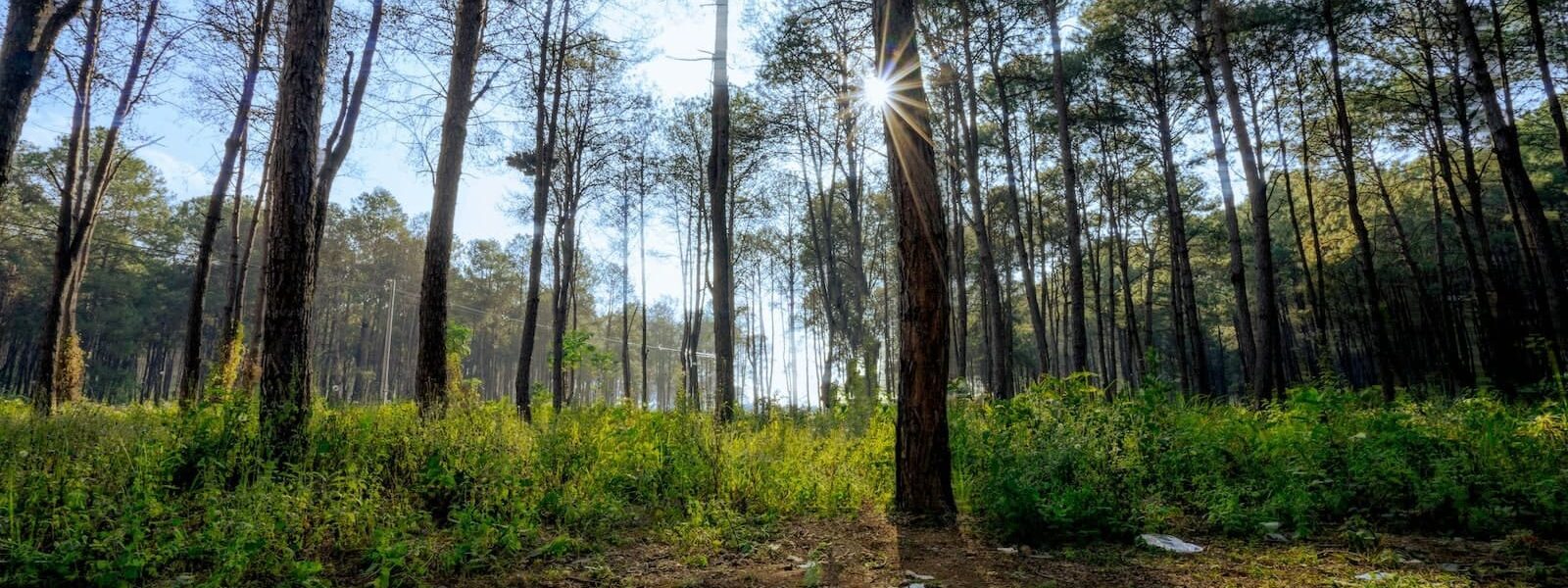 Woods in Pyin Oo Lwin