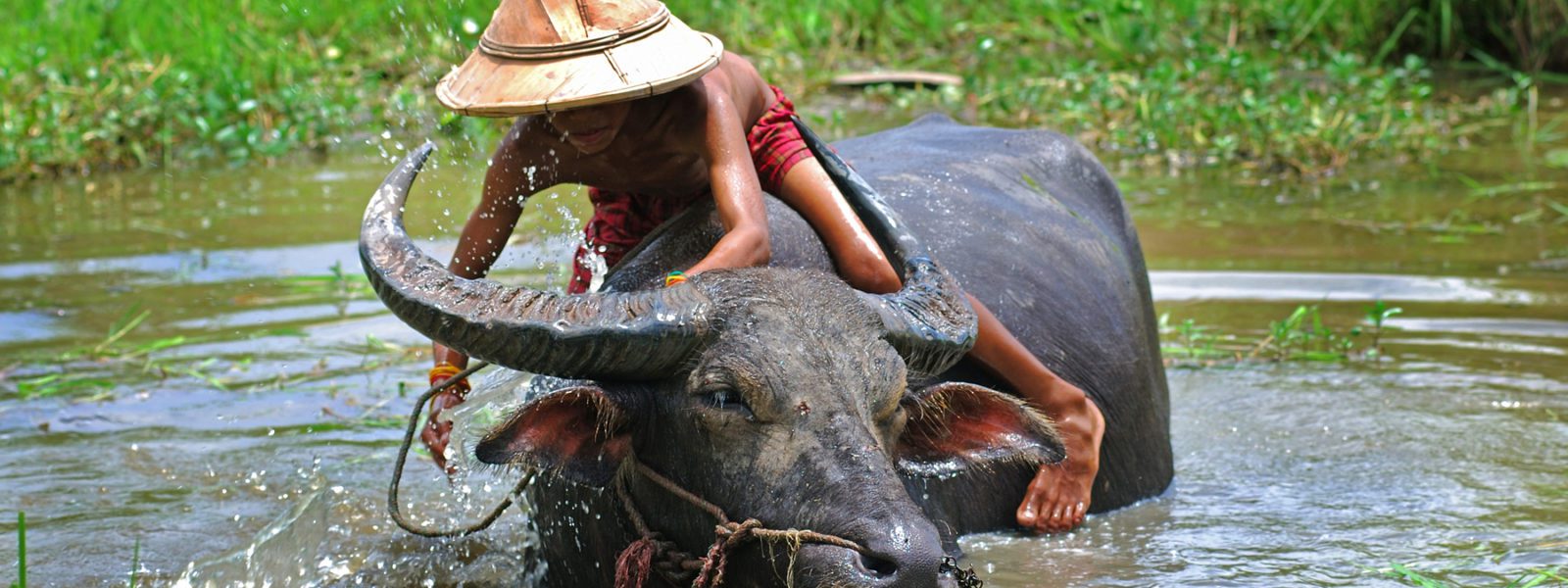 Sampan Travel - Boy and buffalo - Myanmar