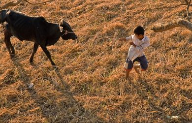 Sampan Travel - Boy and cow - Myanmar - Sampan Travel