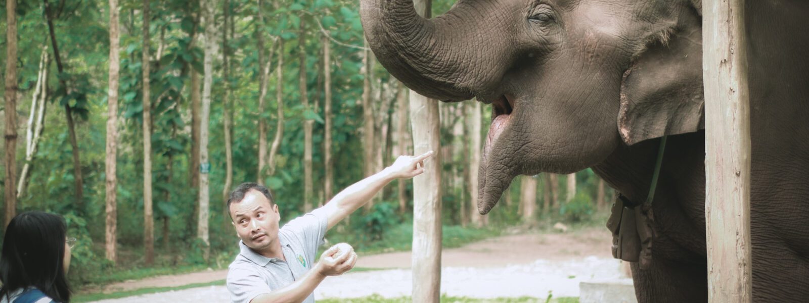 Feeding elephants at Green Hill Valley