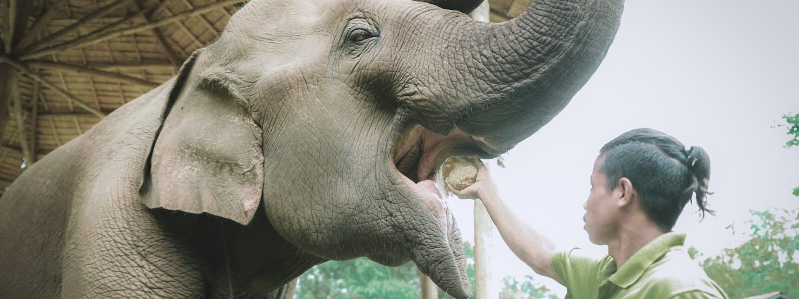 Mahout feeding an elephant at Green Hill Valley