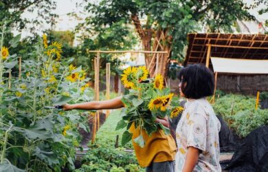 Sunflowers at Kokkoya Organics - Yangon, Myanmar