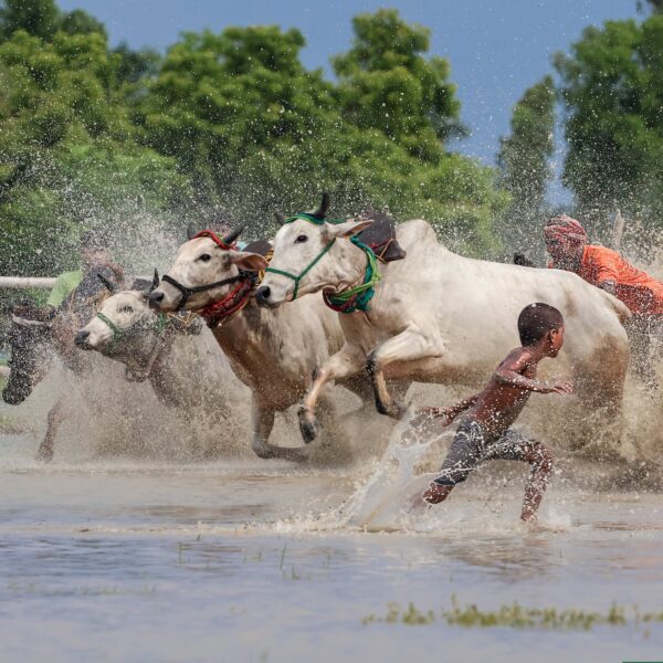 Cows and boys in the shallows of a river