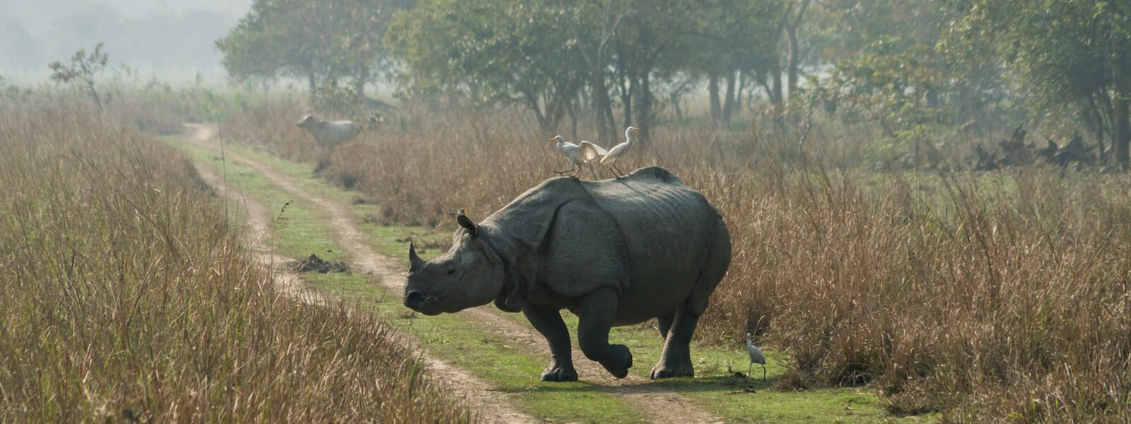 Rhino and bird - Kaziranga National Park, Assam, India
