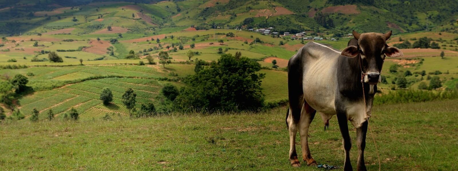 Cow in field looking at camera