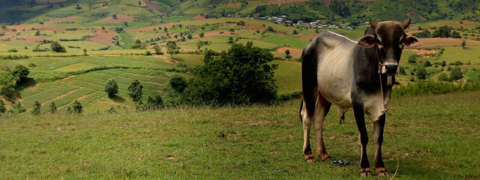 Cow in field looking at camera