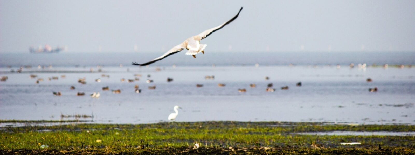 Chilika Lake - Odisha, India. (Mystery Cat)