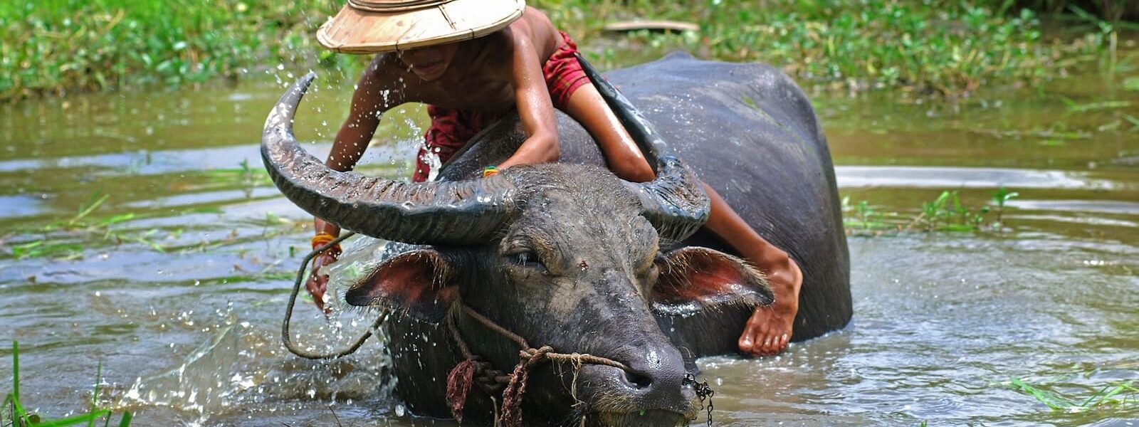 Man on ox in river in Myanmar