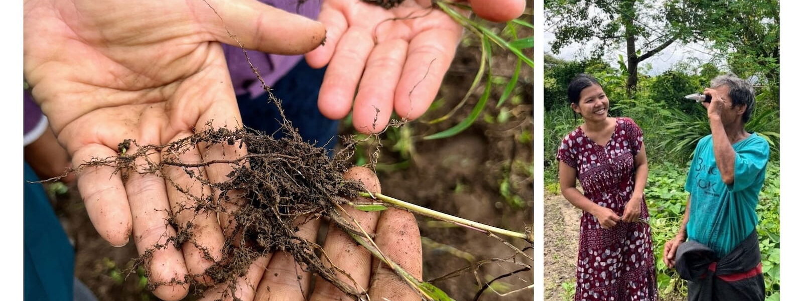 Checking Roots - Khu Pawe & U Robert (Kokkoya Organics)