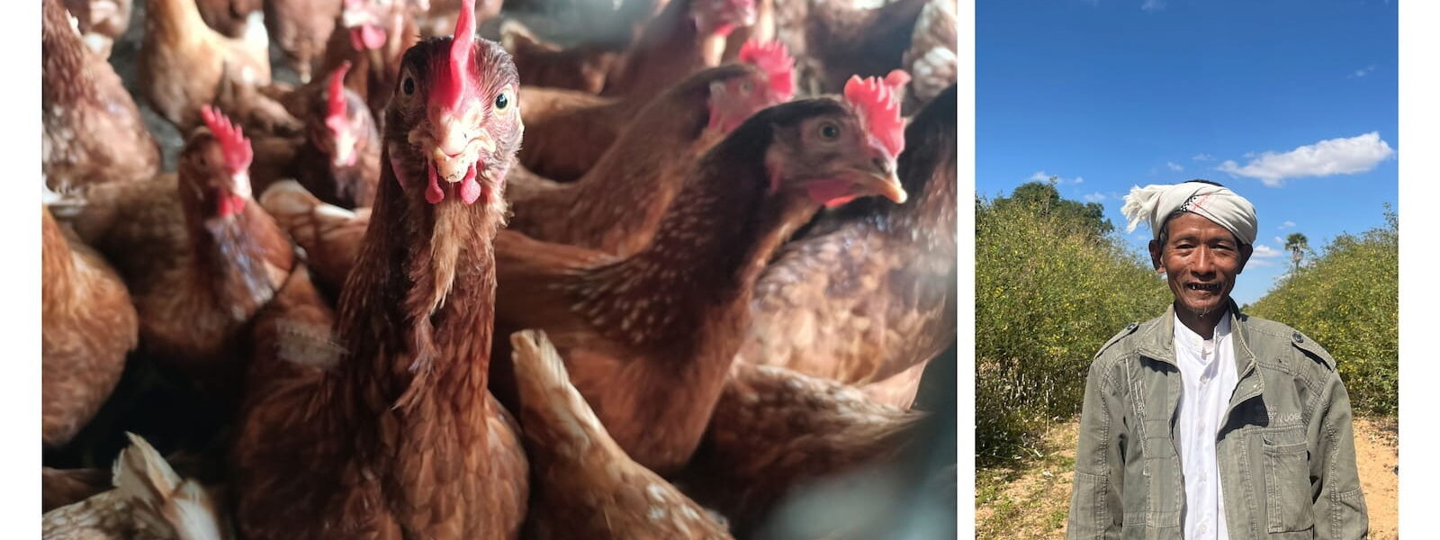 Chickens - U Thaung Wai (Kokkoya Organics)
