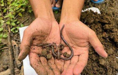 Earthworms - Healthy Soil Movement